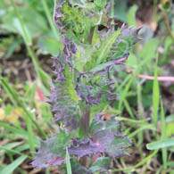 Advice on removing thistles from your garden